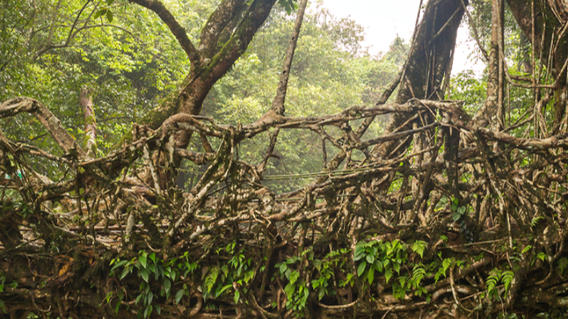 Discover the hidden wonders of Meghalaya